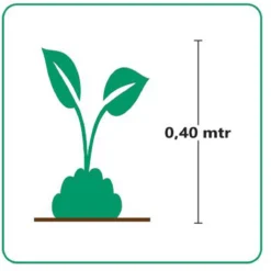 GP 12 X Japans Bloedgras - Siergras - Tuinplanten Winterhard - Vaste Planten - Imperata Red Baron - In 9x9cm Pot Met Hoogte 5-10cm -Goedkope Groene Liefde Winkel 1188x1200