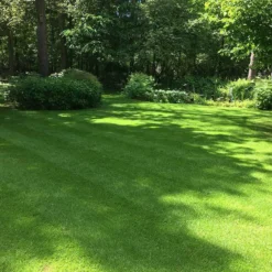 Schaduw Graszaad Voor 50m² Gras | Voor Een Gazon Met Veel Schaduw | Hitte & Droogte Resistent -Goedkope Groene Liefde Winkel 1196x1200 2
