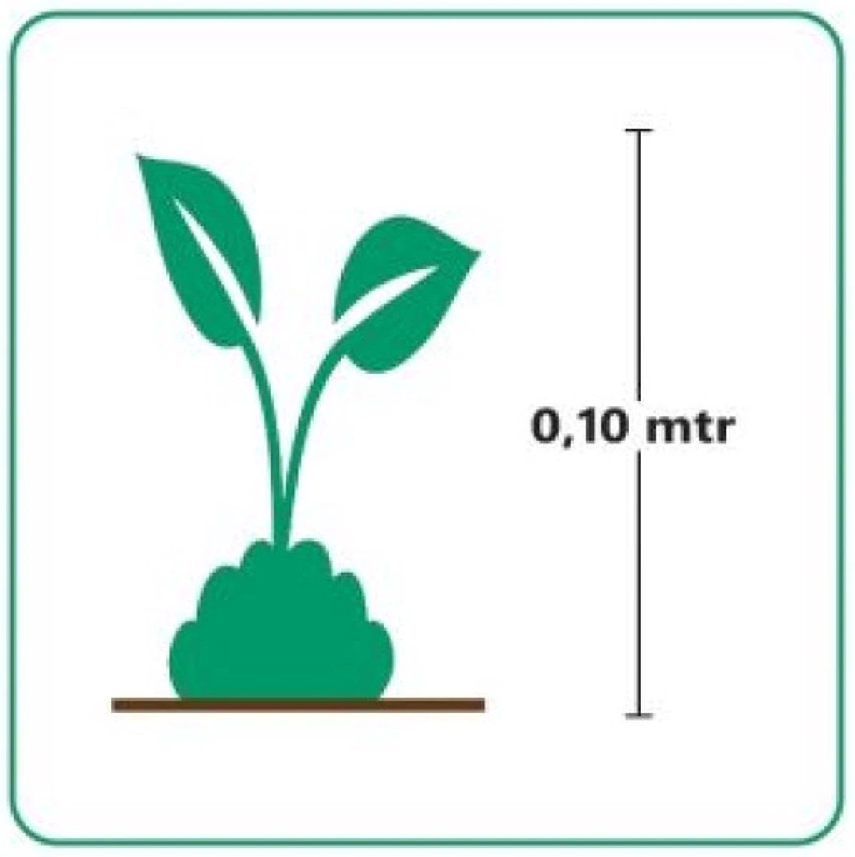 GP 12 X Kruipend Tijm / Kruiptijm - Winterharde Tuinplanten - Thymus Praecox 'Purple Beauty' In 9x9cm Pot Met Hoogte 5-10cm 8 GP 12 X Kruipend Tijm / Kruiptijm - Winterharde Tuinplanten - Thymus Praecox 'Purple Beauty' In 9x9cm Pot Met Hoogte 5-10cm - Afbeelding 6