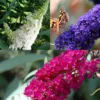 3 X Vlinderstruik Buddleja: Davidii 'Royal Red'/'White Profusion'/'Empire Blue' - Rood/Wit/Blauw, Meerjarig En Winterhard - Set Van 3 Vlinderstruiken / Vlinderplant | 3 X 1.5 Liter Potten - Aantrekkelijk Voor De Vlinder -Goedkope Groene Liefde Winkel 1198x1200 8