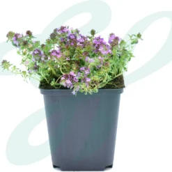 GP 12 X Kruipend Tijm / Kruiptijm - Winterharde Tuinplanten - Thymus Praecox 'Purple Beauty' In 9x9cm Pot Met Hoogte 5-10cm 13 GP 12 X Kruipend Tijm / Kruiptijm - Winterharde Tuinplanten - Thymus Praecox 'Purple Beauty' In 9x9cm Pot Met Hoogte 5-10cm -Goedkope Groene Liefde Winkel 1200x1004