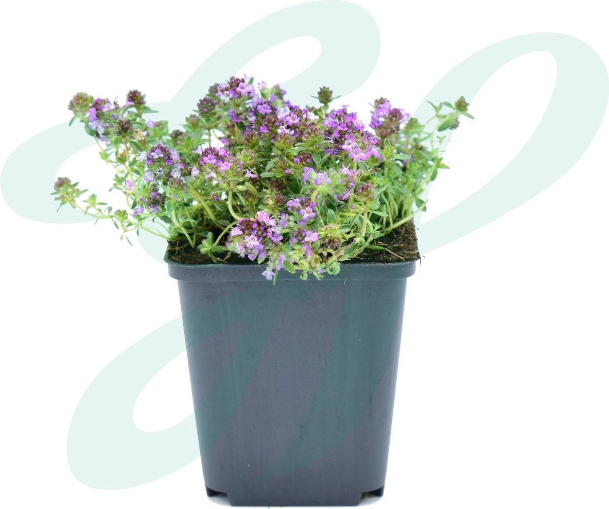 GP 12 X Kruipend Tijm / Kruiptijm - Winterharde Tuinplanten - Thymus Praecox 'Purple Beauty' In 9x9cm Pot Met Hoogte 5-10cm 6 GP 12 X Kruipend Tijm / Kruiptijm - Winterharde Tuinplanten - Thymus Praecox 'Purple Beauty' In 9x9cm Pot Met Hoogte 5-10cm - Afbeelding 4