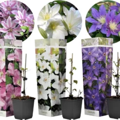 Plant In A Box - Mix Van 3 Clematis - Clematis Hybrid 'Mme Le Coultre', 'Hagley Hybrid', 'Polish Spirit' - Pot 9cm - Hoogte 25-40cm
