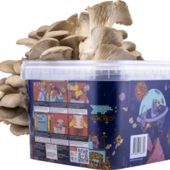 Oesterzwam Growkit - Zelf Paddestoelen Kweken Op Koffiedik - Paddenstoelen Kweekset -Goedkope Groene Liefde Winkel 1200x1021 1