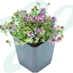 GP 12 X Kruipend Tijm / Kruiptijm - Winterharde Tuinplanten - Thymus Praecox 'Purple Beauty' In 9x9cm Pot Met Hoogte 5-10cm 12 GP 12 X Kruipend Tijm / Kruiptijm - Winterharde Tuinplanten - Thymus Praecox 'Purple Beauty' In 9x9cm Pot Met Hoogte 5-10cm -Goedkope Groene Liefde Winkel 1200x1029