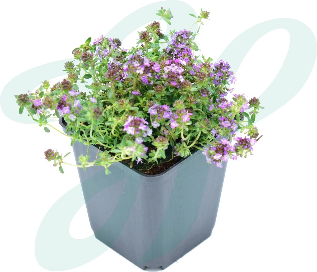 GP 12 X Kruipend Tijm / Kruiptijm - Winterharde Tuinplanten - Thymus Praecox 'Purple Beauty' In 9x9cm Pot Met Hoogte 5-10cm 5 GP 12 X Kruipend Tijm / Kruiptijm - Winterharde Tuinplanten - Thymus Praecox 'Purple Beauty' In 9x9cm Pot Met Hoogte 5-10cm - Afbeelding 3
