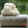 ToshiFarm Fruiting Block Voor Lion's Mane (2kg) - Lion's Mane Kweekset - Pruikzwam Kweekset - Kweekset Pom Pom Blanc - Lion's Mane Kweken -Goedkope Groene Liefde Winkel 1200x1032