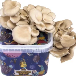 Oesterzwam Growkit - Zelf Paddestoelen Kweken Op Koffiedik - Paddenstoelen Kweekset -Goedkope Groene Liefde Winkel 1200x1039 1