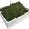 Merkloos 4 Lagen Vers Mos (Platmos) - Leuk Voor Decoratie - In Kist (40x30cm) -Goedkope Groene Liefde Winkel 1200x1042 1