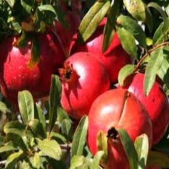 Punica Granatum 'Acco', Granaatappel, 2 Liter Pot 9 Punica Granatum 'Acco', Granaatappel, 2 Liter Pot -Goedkope Groene Liefde Winkel 1200x1061 1