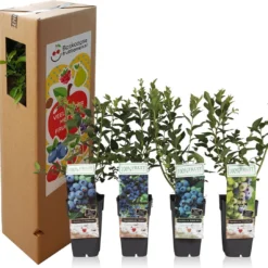 Blauwe Bessen Fruitplanten Mix - Set Van 4 Blauwe Bosbessen - Hoogte 50-60 Cm - Zelfbestuivend, Winterhard -Goedkope Groene Liefde Winkel 1200x1085
