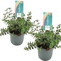 Plant In A Box - Eucalyptus Pulverulenta 'Baby Blue' - Set Van 2 - Pot 13cm - Hoogte 25-40cm -Goedkope Groene Liefde Winkel 1200x1090