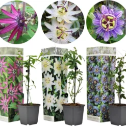 Plant In A Box - Mix Van 3 Passiflora Edulis - Passievrucht - Klimplant - Pot 9cm - Hoogte 25-40cm