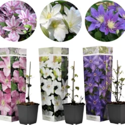Plant In A Box - Mix Van 3 Clematis - Clematis Hybrid 'Mme Le Coultre', 'Hagley Hybrid', 'Polish Spirit' - Pot 9cm - Hoogte 25-40cm -Goedkope Groene Liefde Winkel 1200x1101