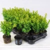 Buxus Sempervirens - 12 Stuks - Haag - Wintergroen - P9 1 Buxus Sempervirens - 12 Stuks - Haag - Wintergroen - P9 -Goedkope Groene Liefde Winkel 1200x1102 1