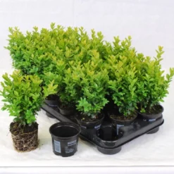 Buxus Sempervirens - 12 Stuks - Haag - Wintergroen - P9
