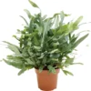 Plant In A Box - Phlebodium Aureum 'Blue Star' - Gemakkelijk Te Verzorgen Blauwvaren - Pot 17cm - Hoogte 40-50cm -Goedkope Groene Liefde Winkel 1200x1108
