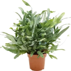 Plant In A Box - Phlebodium Aureum 'Blue Star' - Gemakkelijk Te Verzorgen Blauwvaren - Pot 17cm - Hoogte 40-50cm