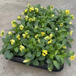 Merkloos Viooltje Grootbloemig Mix 12 Stuks -Goedkope Groene Liefde Winkel 1200x1110 2