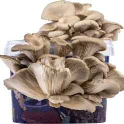 Oesterzwam Growkit - Zelf Paddestoelen Kweken Op Koffiedik - Paddenstoelen Kweekset -Goedkope Groene Liefde Winkel 1200x1111 2