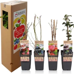 Grootmoeders Jam Mix - Mix Van 4 Fruitplanten: Framboos, Blauwe Bes, Rode Bes, Braam - Hoogte 50-60cm 8 Grootmoeders Jam Mix - Mix Van 4 Fruitplanten: Framboos, Blauwe Bes, Rode Bes, Braam - Hoogte 50-60cm -Goedkope Groene Liefde Winkel 1200x1111 3
