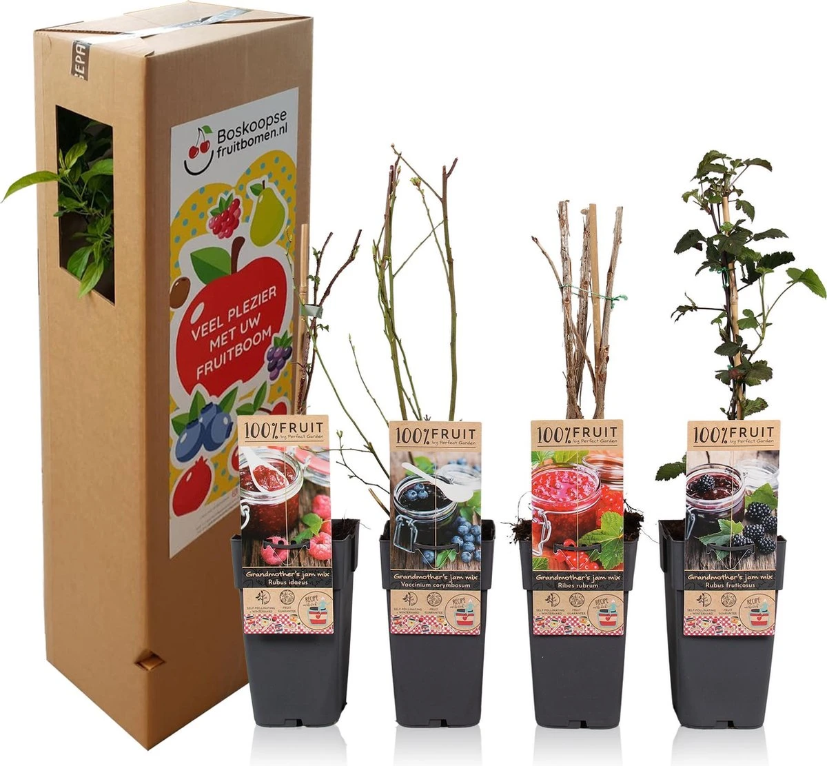 Grootmoeders Jam Mix - Mix Van 4 Fruitplanten: Framboos, Blauwe Bes, Rode Bes, Braam - Hoogte 50-60cm 5 Grootmoeders Jam Mix - Mix Van 4 Fruitplanten: Framboos, Blauwe Bes, Rode Bes, Braam - Hoogte 50-60cm - Afbeelding 3