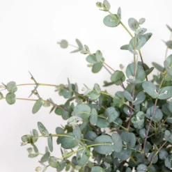Eucalyptus Gunnii - Gomboom - Heester - Groenblijvend - ⌀17 Cm - 40-50 Cm -Goedkope Groene Liefde Winkel 1200x1114 2