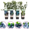 Blauwe Bessen Fruitplanten Mix - Set Van 4 Blauwe Bosbessen - Hoogte 50-60 Cm - Zelfbestuivend, Winterhard -Goedkope Groene Liefde Winkel 1200x1118 1