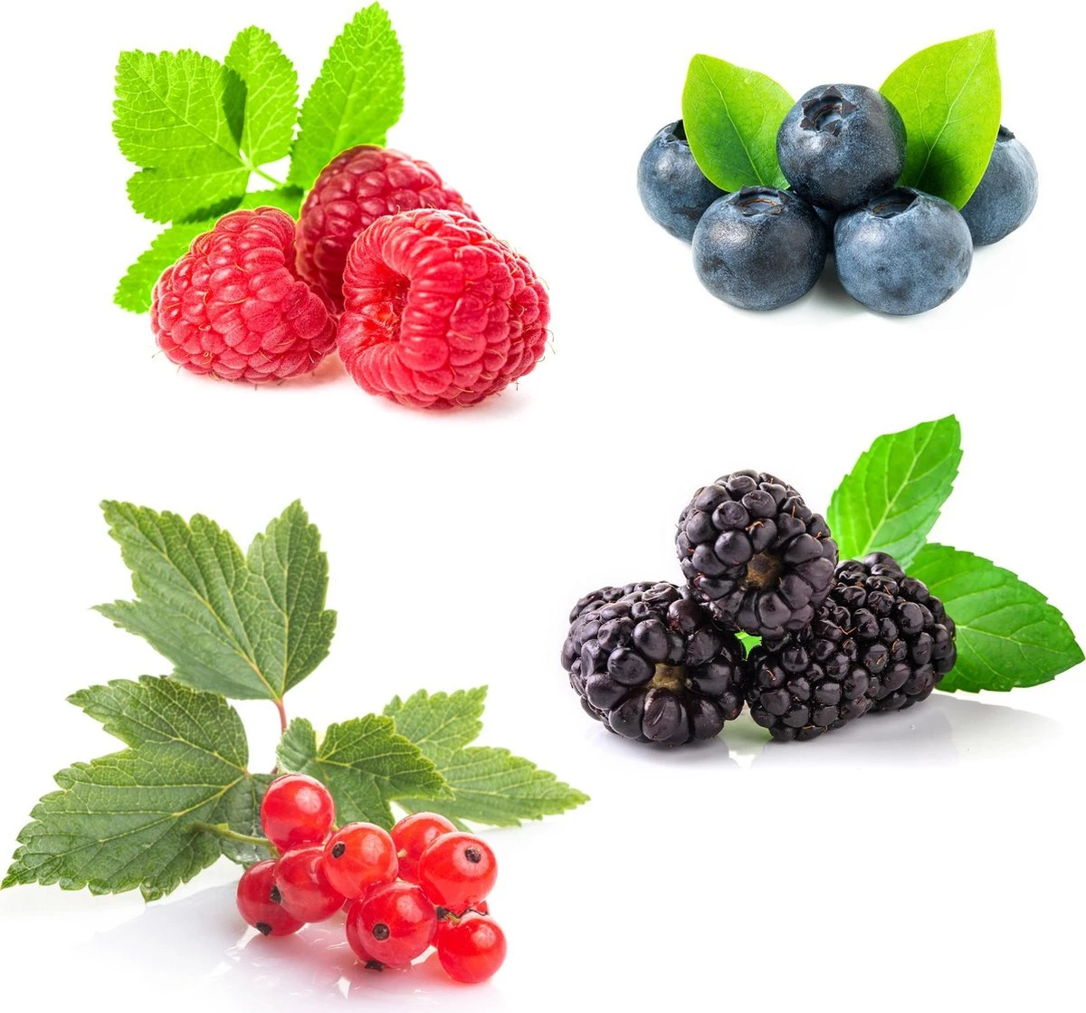 Grootmoeders Jam Mix - Mix Van 4 Fruitplanten: Framboos, Blauwe Bes, Rode Bes, Braam - Hoogte 50-60cm 4 Grootmoeders Jam Mix - Mix Van 4 Fruitplanten: Framboos, Blauwe Bes, Rode Bes, Braam - Hoogte 50-60cm - Afbeelding 2