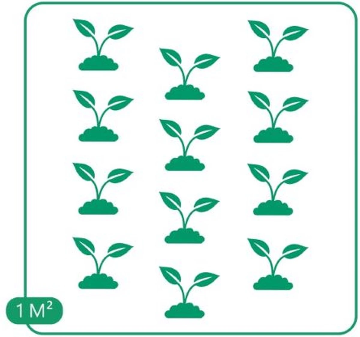 GP 12 X Kruipend Tijm / Kruiptijm - Winterharde Tuinplanten - Thymus Praecox 'Purple Beauty' In 9x9cm Pot Met Hoogte 5-10cm 10 GP 12 X Kruipend Tijm / Kruiptijm - Winterharde Tuinplanten - Thymus Praecox 'Purple Beauty' In 9x9cm Pot Met Hoogte 5-10cm - Afbeelding 8