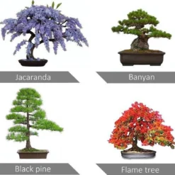 Bonsai Starters Kit - Bonsai Boompje - 5 Delige Set - 4 Soorten Zaden - Incl. E-book & Schaartje 11 Bonsai Starters Kit - Bonsai Boompje - 5 Delige Set - 4 Soorten Zaden - Incl. E-book & Schaartje -Goedkope Groene Liefde Winkel 1200x1125 2
