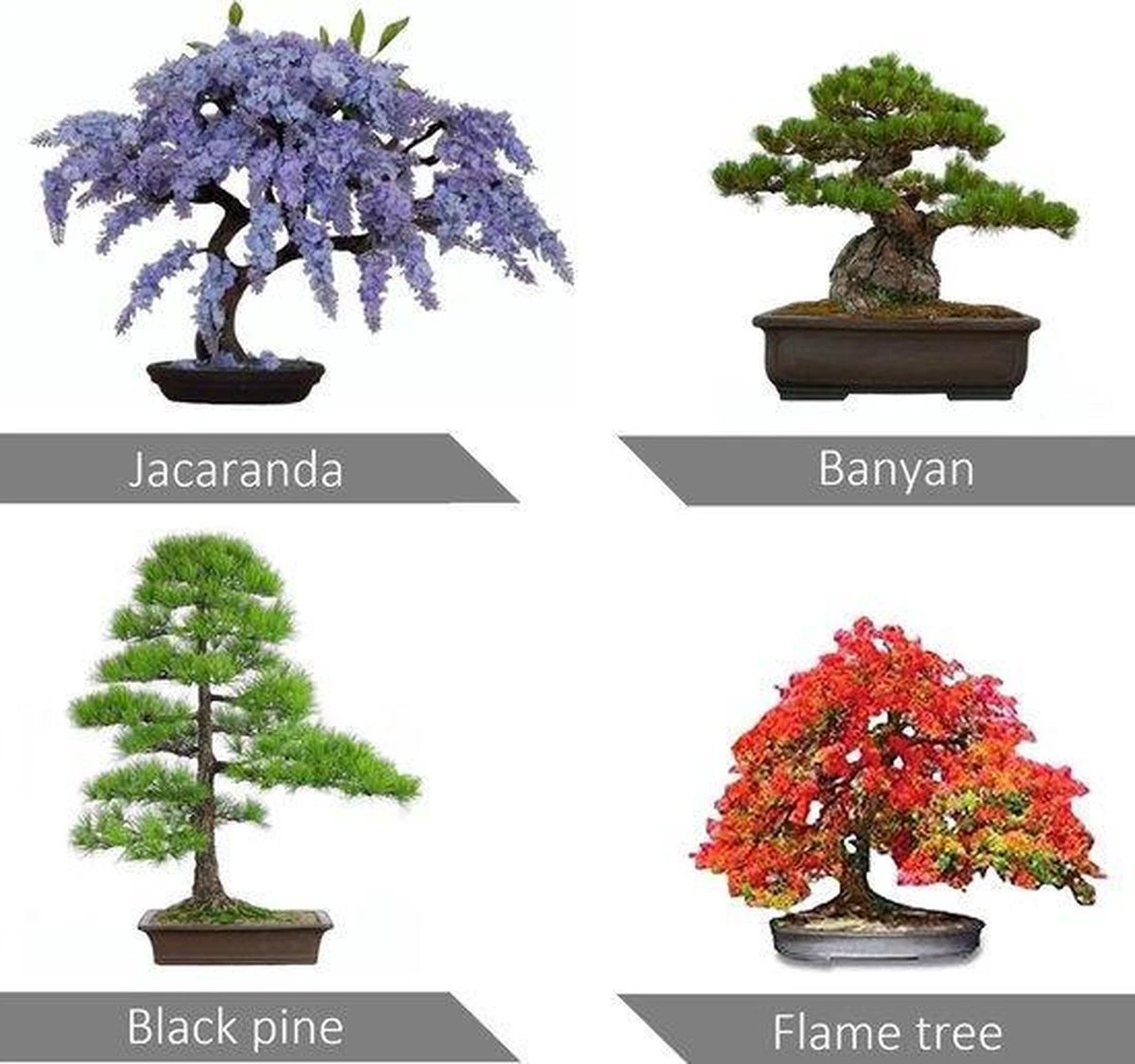 Bonsai Starters Kit - Bonsai Boompje - 5 Delige Set - 4 Soorten Zaden - Incl. E-book & Schaartje 5 Bonsai Starters Kit - Bonsai Boompje - 5 Delige Set - 4 Soorten Zaden - Incl. E-book & Schaartje - Afbeelding 3