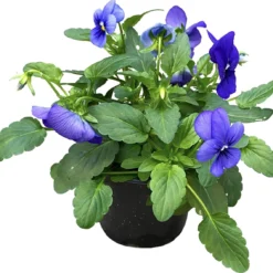 Merkloos Viooltje Grootbloemig Mix 12 Stuks -Goedkope Groene Liefde Winkel 1200x1132 1