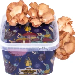 ToshiFarm Triple Kweekbundel - 3x Oesterzwam Growkit - 3x Oesterzwamsporen (Grijs, Geel En Roze) -Goedkope Groene Liefde Winkel 1200x1141