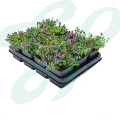 GP 12 X Kruipend Tijm / Kruiptijm - Winterharde Tuinplanten - Thymus Praecox 'Purple Beauty' In 9x9cm Pot Met Hoogte 5-10cm 14 GP 12 X Kruipend Tijm / Kruiptijm - Winterharde Tuinplanten - Thymus Praecox 'Purple Beauty' In 9x9cm Pot Met Hoogte 5-10cm -Goedkope Groene Liefde Winkel 1200x1143 1