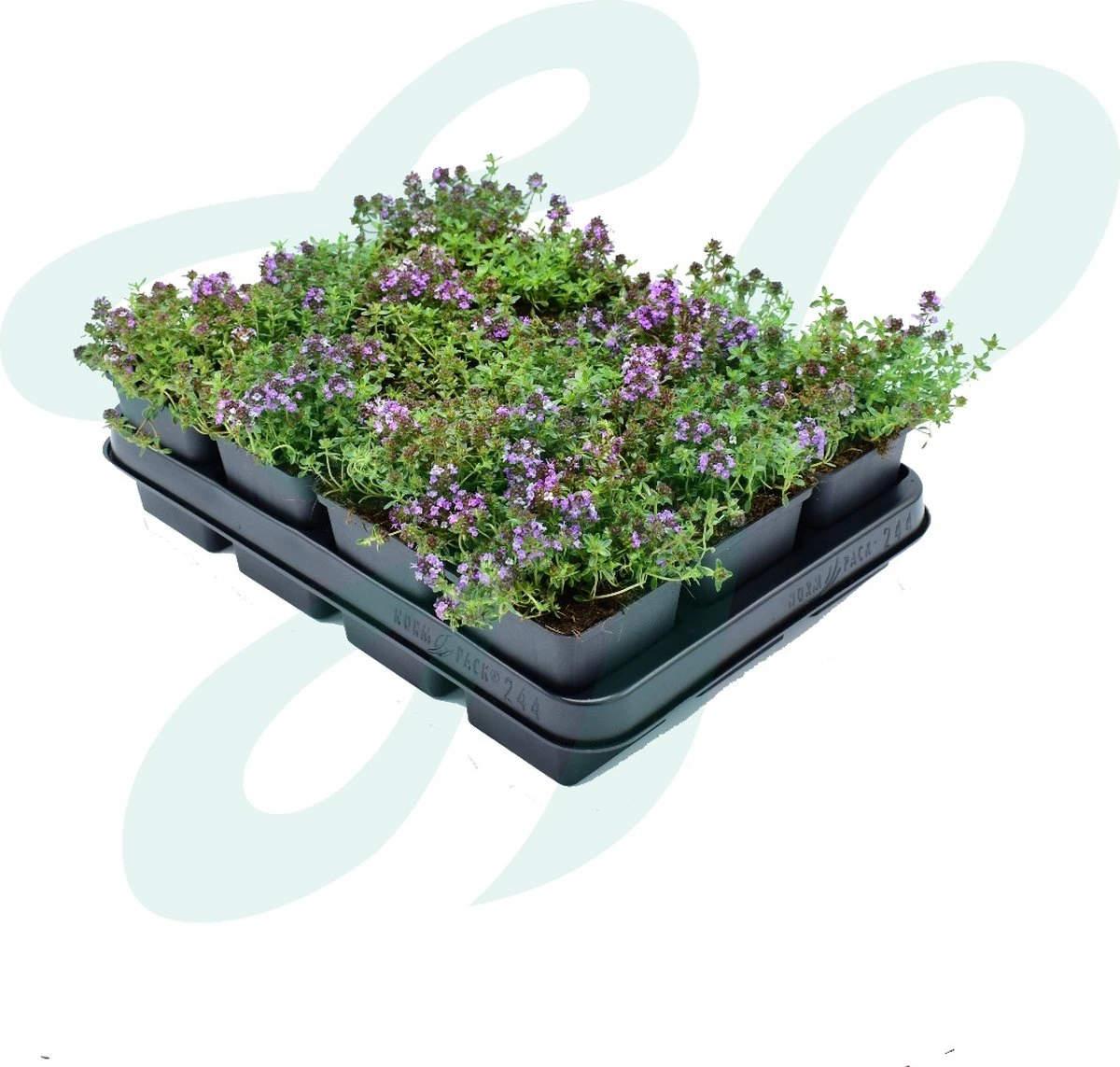 GP 12 X Kruipend Tijm / Kruiptijm - Winterharde Tuinplanten - Thymus Praecox 'Purple Beauty' In 9x9cm Pot Met Hoogte 5-10cm 7 GP 12 X Kruipend Tijm / Kruiptijm - Winterharde Tuinplanten - Thymus Praecox 'Purple Beauty' In 9x9cm Pot Met Hoogte 5-10cm - Afbeelding 5