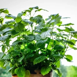 Biologische Kweekset Theekruiden Munt -Goedkope Groene Liefde Winkel 1200x1147 1