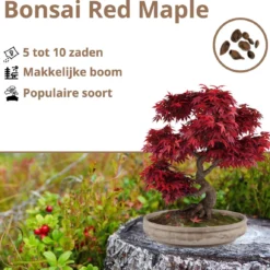 B-seed Zaden Set Incl. E-Book Bonsai Zaden Kweken - Boompje In Pot - Kamerplanten - Kweekset – Cadeau Man & Vrouw - Geschenkset -Goedkope Groene Liefde Winkel 1200x1150 1