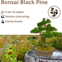 B-seed Zaden Set Incl. E-Book Bonsai Zaden Kweken - Boompje In Pot - Kamerplanten - Kweekset – Cadeau Man & Vrouw - Geschenkset -Goedkope Groene Liefde Winkel 1200x1150 2
