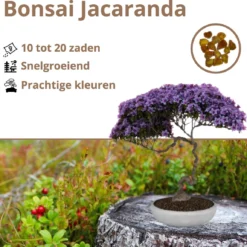 B-seed Zaden Set Incl. E-Book Bonsai Zaden Kweken - Boompje In Pot - Kamerplanten - Kweekset – Cadeau Man & Vrouw - Geschenkset -Goedkope Groene Liefde Winkel 1200x1150 3