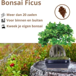 B-seed Zaden Set Incl. E-Book Bonsai Zaden Kweken - Boompje In Pot - Kamerplanten - Kweekset – Cadeau Man & Vrouw - Geschenkset -Goedkope Groene Liefde Winkel 1200x1151 1