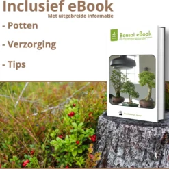 B-seed Zaden Set Incl. E-Book Bonsai Zaden Kweken - Boompje In Pot - Kamerplanten - Kweekset – Cadeau Man & Vrouw - Geschenkset -Goedkope Groene Liefde Winkel 1200x1151 2