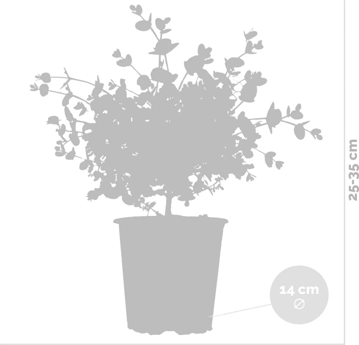 Eucalyptus Gunnii - Gomboom - Heester - Groenblijvend - ⌀14 Cm - 25-35 Cm 4 Eucalyptus Gunnii - Gomboom - Heester - Groenblijvend - ⌀14 Cm - 25-35 Cm - Afbeelding 2