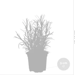 6x Biologische Tuinkruiden Mix - Tuinplanten Mix – Keuken Kruiden - ⌀9 Cm - 10-15 Cm -Goedkope Groene Liefde Winkel 1200x1151 4