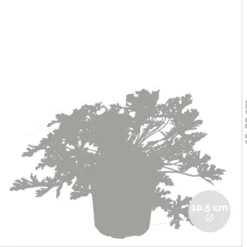 3x Pelargonium Graveolens – Citroengeranium – Anti-muggen - Geurend - ⌀10,5 Cm - 15-20 Cm 9 3x Pelargonium Graveolens – Citroengeranium – Anti-muggen - Geurend - ⌀10,5 Cm - 15-20 Cm -Goedkope Groene Liefde Winkel 1200x1151 5