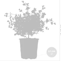 Eucalyptus Gunnii - Gomboom - Heester - Groenblijvend - ⌀17 Cm - 40-50 Cm -Goedkope Groene Liefde Winkel 1200x1151 7