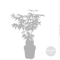 4x Acer Mix - Orange Dream - Going Green - Butterfly - Atropurpureum - ⌀10.5 Cm - 25-30 Cm 10 4x Acer Mix - Orange Dream - Going Green - Butterfly - Atropurpureum - ⌀10.5 Cm - 25-30 Cm -Goedkope Groene Liefde Winkel 1200x1151 8