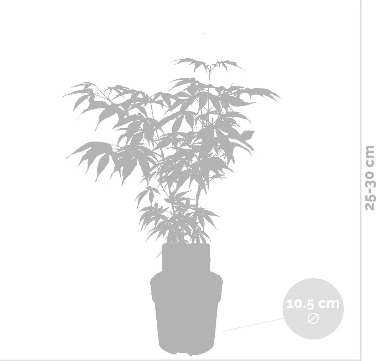 4x Acer Mix - Orange Dream - Going Green - Butterfly - Atropurpureum - ⌀10.5 Cm - 25-30 Cm 6 4x Acer Mix - Orange Dream - Going Green - Butterfly - Atropurpureum - ⌀10.5 Cm - 25-30 Cm - Afbeelding 4