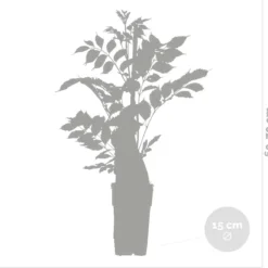 Wisteria Sinensis Prolific – Blauwe Regen – Klimplant – Onderhoudsvriendelijk - ⌀15 Cm - 60-70 Cm -Goedkope Groene Liefde Winkel 1200x1152 2