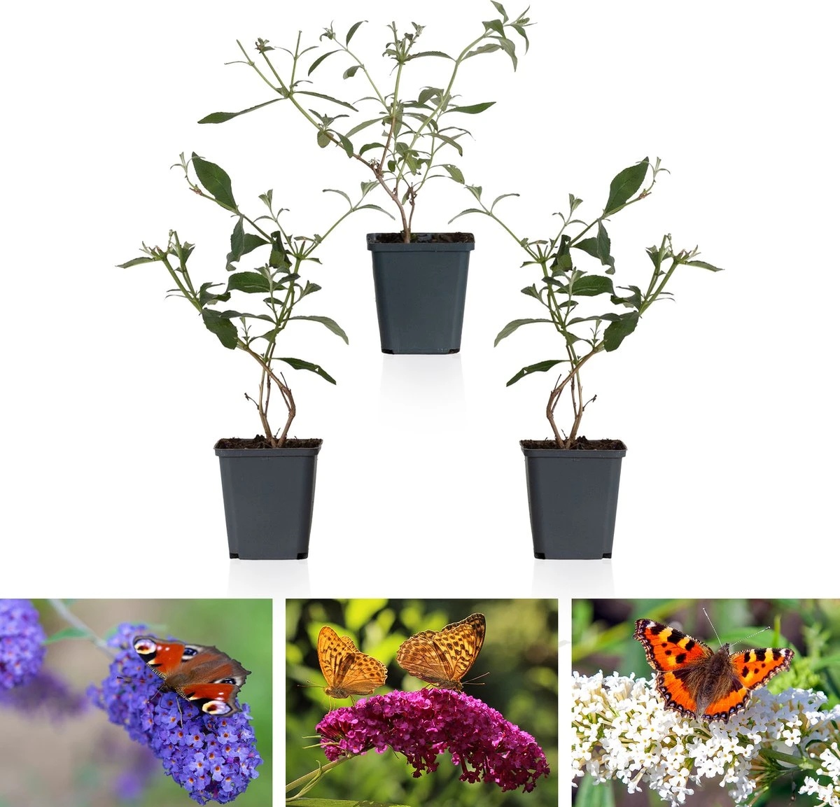WL Plants - Mix Van 3 - Buddleja Davidii - 'Pink Delight' - 'Nanho Blue' - 'White Profusion' - Roze, Wit En Blauw - Vlinderstruik - Winterhard - Tuinplanten - ± 25cm Hoog - 9cm Diameter - In Kweekpot 3 WL Plants - Mix Van 3 - Buddleja Davidii - 'Pink Delight' - 'Nanho Blue' - 'White Profusion' - Roze, Wit En Blauw - Vlinderstruik - Winterhard - Tuinplanten - ± 25cm Hoog - 9cm Diameter - In Kweekpot